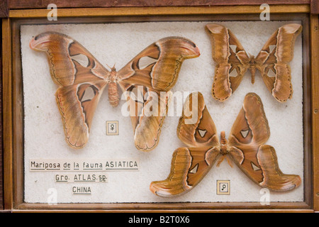 Asiatische Schmetterlingssammlung ausgestellt im Rocsen Museum (Museo Polifacetico) Nono, Cordoba, Argentinien Stockfoto