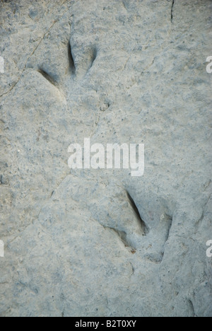 Fußabdruck eines Dinosauriers Biped Theropoda in Valdecevillo Ort in der Nähe von ENCISO La Rioja Region Spanien Stockfoto