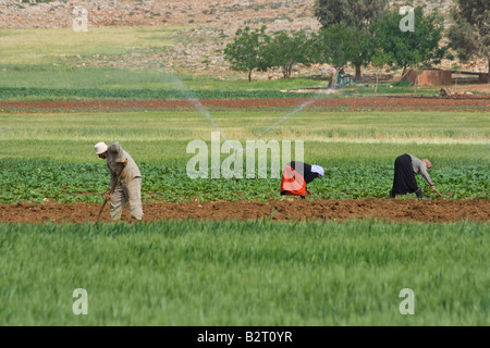 Syrischen Bauern arbeitet auf einem Gebiet in Syrien Stockfoto