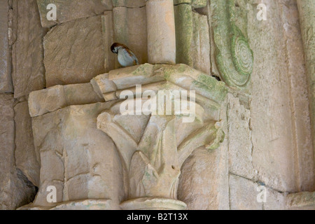 Vogel und Detail in einem gewölbten Korridor im Inneren Crak Des Chevaliers oder Al Hosn Kreuzfahrerburg in Syrien Stockfoto