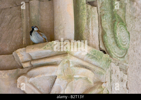 Vogel und Detail in einem gewölbten Korridor im Inneren Crak Des Chevaliers oder Al Hosn Kreuzfahrerburg in Syrien Stockfoto