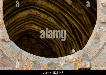 Fenster in einen gewölbten Korridor im Inneren Crak Des Chevaliers oder Al Hosn Kreuzfahrerburg in Syrien Stockfoto