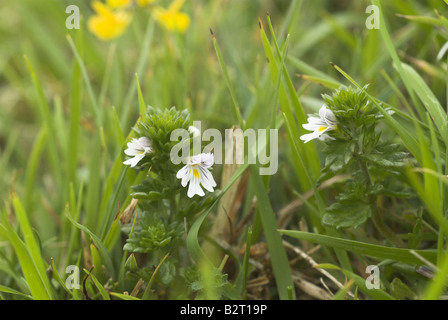 Augentrost Euphrasia Officinalis auf Kreide Grünland Dorset UK kann Stockfoto