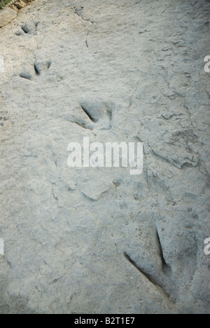 Fußabdruck eines Dinosauriers Biped Theropoda in Valdecevillo Ort in der Nähe von ENCISO La Rioja Region Spanien Stockfoto