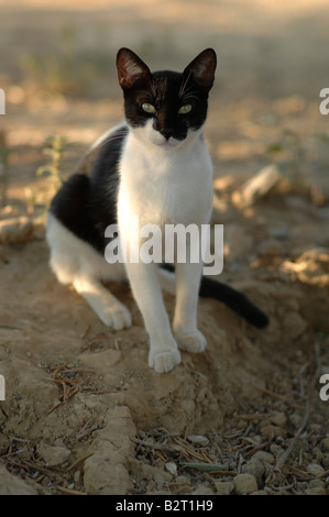 Griechischen Katze in einem Zitronenhain, Agia Marina, Crete Stockfoto