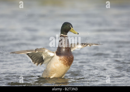 Mallard Duck Anas Platyrhynchos männlichen Baden UK Juni Stockfoto