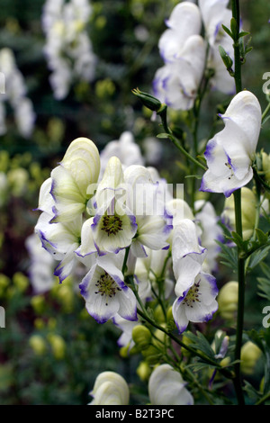 ACONITUM X CAMMARUM ELEONORA Stockfoto