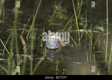 Natterjack Kröte Bufo Calamita männlichen Aufruf im Pool auf Küsten Heathland kann Norfolk Uk Stockfoto