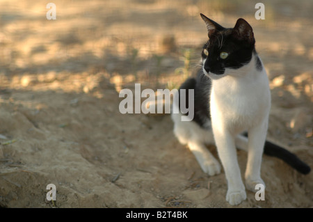Griechischen Katze in einem Zitronenhain, Agia Marina, Crete Stockfoto