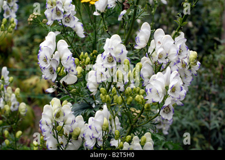 ACONITUM X CAMMARUM ELEONORA Stockfoto