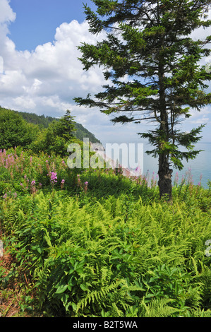 Fundy Trail Parkway entlang der Bay Of Fundy in New Brunswick, Kanada Stockfoto