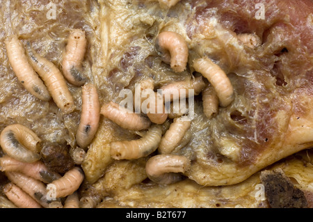 Zerlegen von Fleisch Maden Stockfoto