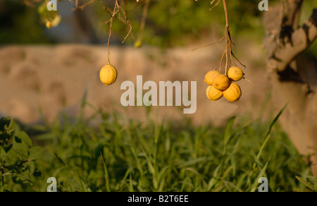 Alten Zitronen hängen im Zitronenhain in Kreta Stockfoto