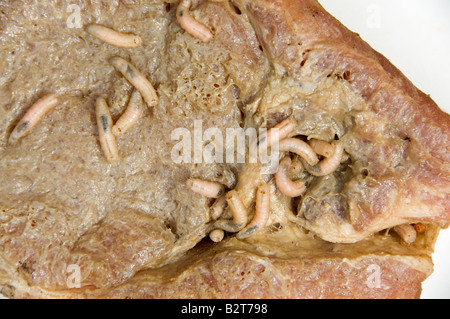 Zerlegen von Fleisch Maden Stockfoto