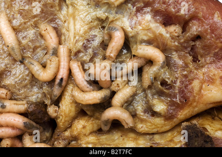 Zerlegen von Fleisch Maden Stockfoto