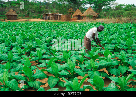 Afrikanische Plantage Austritt arbeiten inmitten von Grünen Tabakkrankheit auf Bauernhof in Simbabwe Stockfoto