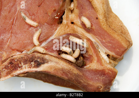 Zerlegen von Fleisch Maden Stockfoto