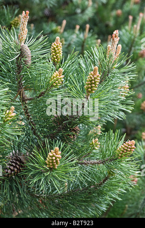 Lodgepole Pine (Pinus Contorta Subspecies Latifolia) Saatgut (weiblich) und Pollen (männlich) mit Zapfen Arboretum Dundee Perthshire UK Stockfoto