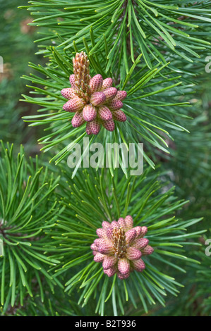 Lodgepole Pine (Pinus Contorta Subsp. Latifolia) Pollen tragenden männlichen Zapfen Arboretum Dundee Perthshire Schottland Großbritannien Europa Mai Stockfoto