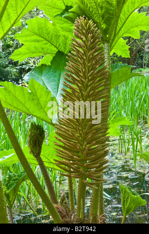 Chinesischer Rhabarber (Rheum Palmatum) Blütenstand wächst die Kante des Werks Teich kultiviert Dundee Perthshire Schottland, Vereinigtes Königreich Stockfoto