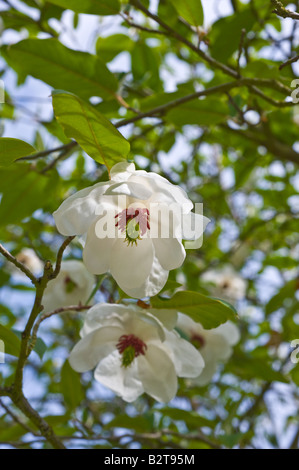 Wilsons Magnolie (Magnolia Wilsonii) Blumen Kulturpflanze Dundee Perthshire Schottland Großbritannien Europa Mai Stockfoto