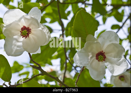 Wilsons Magnolie Magnolia Wilsonii Blumen Kulturpflanze Dundee Perthshire Schottland Großbritannien Europa Mai Stockfoto