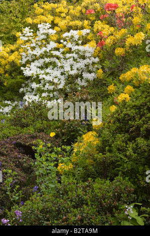 Rhododendron-Grenze in Blüte Branklyn Garden Perth Perthshire Schottland Großbritannien Europa Mai Stockfoto