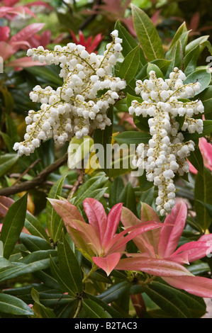 Pieris Forrestii "Wakehurst" Blumen und rosa neue Blätter können Branklyn Garden Perth Perthshire Schottland UK Europe Stockfoto