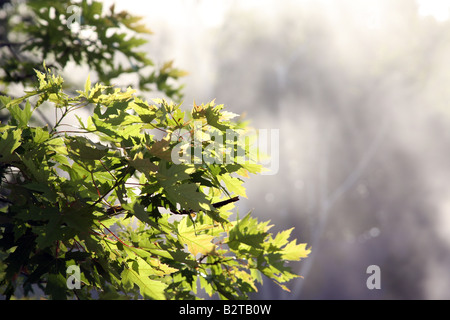 Ahornbaum Blätter im morgendlichen Sonnenlicht Stockfoto