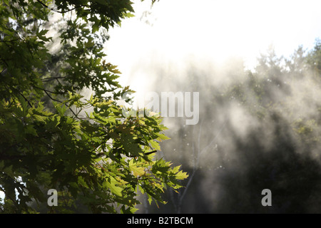 Ahornbaum im Sonnenlicht Strahlen Stockfoto