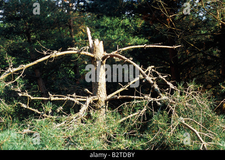 Beschädigte Kiefer Stockfoto