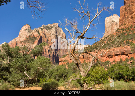 Abgestorbene Bäume sind umgeben von neuen Gestrüpp in der Nähe der Gerichtshof der Patriarchen, Zion Canyon in Utah Stockfoto