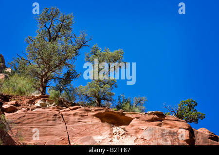 Bäume wachsen aus rotem Sandstein in Zion National Park in Utah Stockfoto