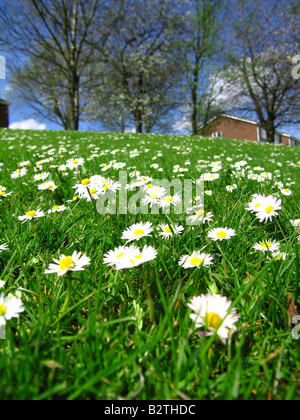 Gänseblümchen und Rasen hautnah Stockfoto