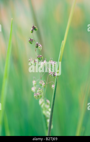 BRIZA MEDIA LIMOUZI BEBEN GRASS Stockfoto