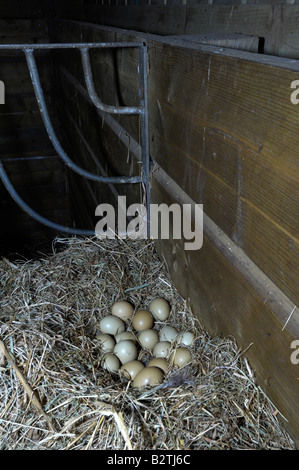 Gemeinsamen Fasan Phasianus Colchicus Devon UK verlassene Nest im Heustall mit 16 Eiern Stockfoto