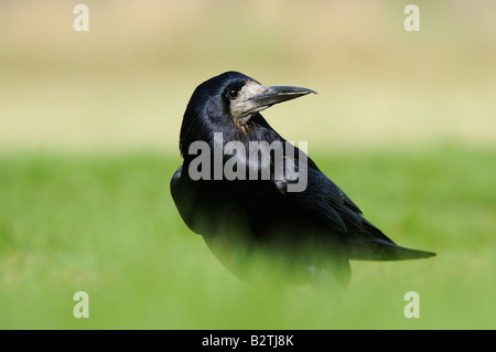 Corvus Frugilegus Oxfordshire UK stehen lange Gras Turm Stockfoto