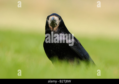 Corvus Frugilegus Oxfordshire UK auf dem Boden Gras Turm Stockfoto