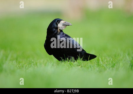 Corvus Frugilegus Oxfordshire UK auf dem Boden Gras Turm Stockfoto