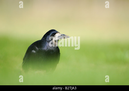 Turm von Corvus Frugilegus Oxfordshire UK auf dem Boden auf dem Rasen Stockfoto