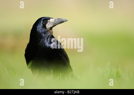 Turm von Corvus Frugilegus Oxfordshire UK auf dem Boden auf dem Rasen Stockfoto