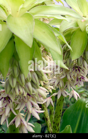 EUCOMIS BICOLOR AGM Stockfoto