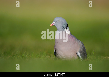 Woodpigeon Columbus Palumbus Oxfordshire UK hautnah auf Boden stehend Stockfoto