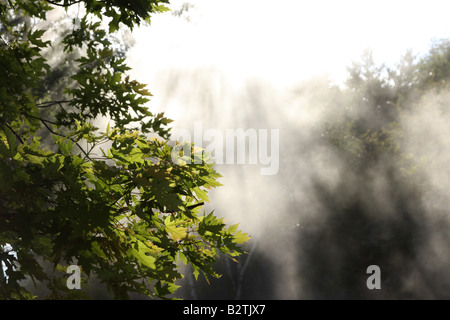 Ahorn-Blätter in den Rauch und Sonnenlicht Stockfoto