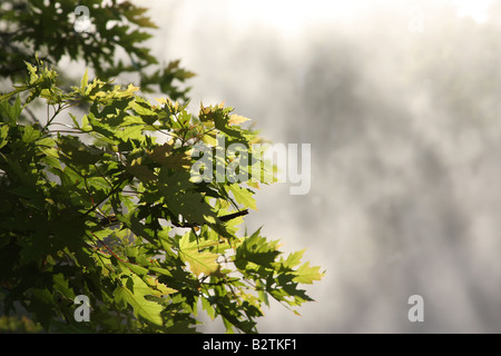 Ahornbaum Blätter im morgendlichen Sonnenlicht Stockfoto