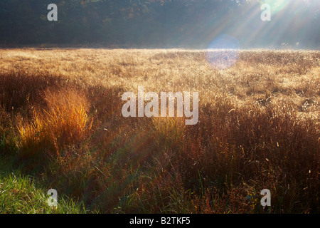 Goldene Morgensonne Hintergrundbeleuchtung Sumpf Gräser in Blackwater National Wildlife Refuge Cambridge Maryland Stockfoto