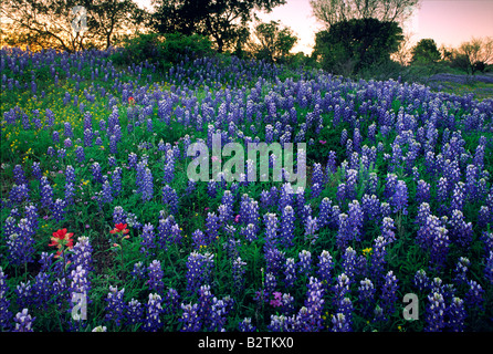 Wildblumen in der Nähe von Kingsland Texas, Llano County Stockfoto