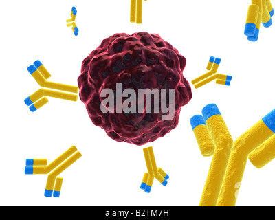 Krebszelle und Antikörper Stockfoto