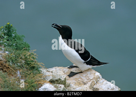 Tordalk Alca Torda thront auf Felsen auf einer Felswand in England UK Europa Stockfoto