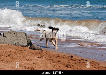 Eine Springer Spaniel verläuft an einem Strand. Stockfoto